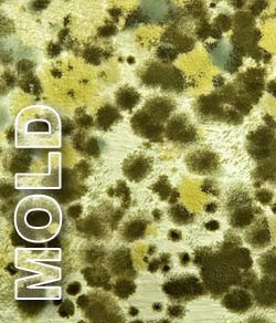 Mold