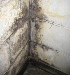 Mold on Wall Mold on Wall