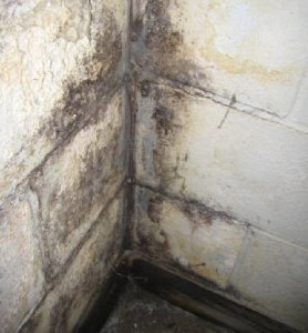 Mold on Wall